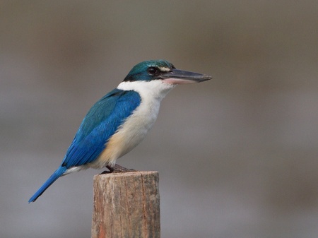 Collared Kingfisher on wooden pole   の写真素材