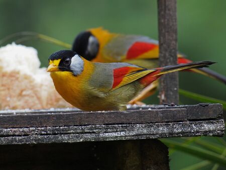 Silver-eared mesias feeding from a feeding platformの写真素材