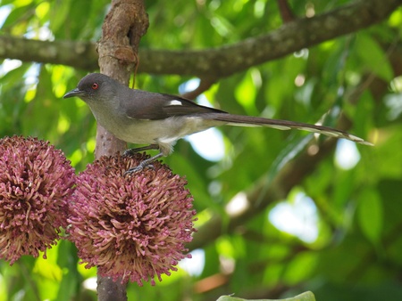 Long-tailed sibia on round flower