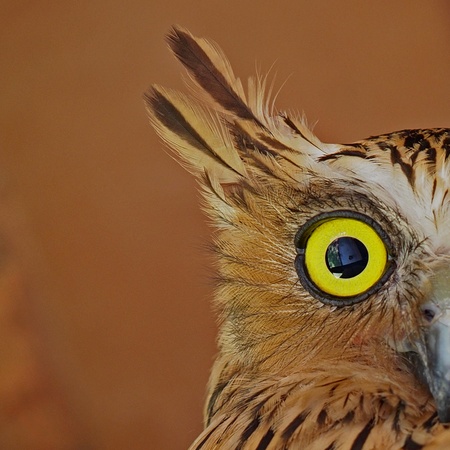 Buffy Fish Owl - Half headedの写真素材