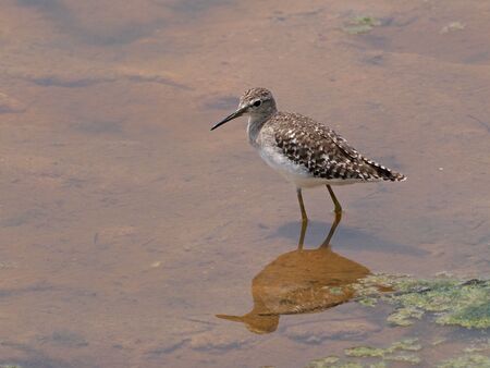 Wood Sandpiper      の写真素材