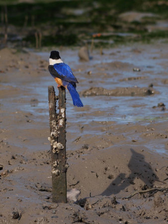  Black-capped Kingfisherの写真素材