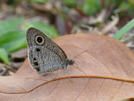 Common Four-ring Butterfly      の写真素材