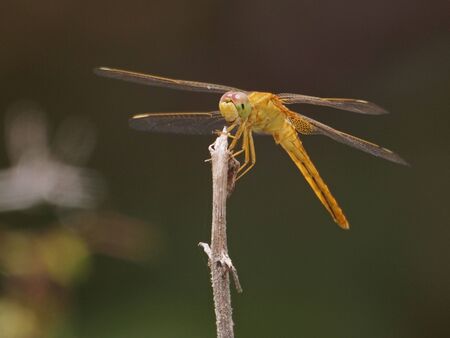 Yellow Dragonfly on a twigの写真素材