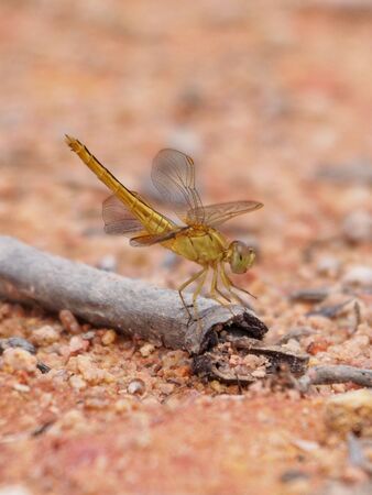 Yellow Dragonfly          