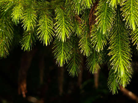 Conifer leaves 
