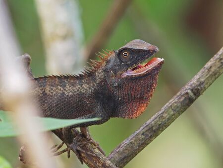 Changable Lizard Dark Brown   の写真素材