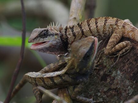 Changable Lizard Fighting        の写真素材