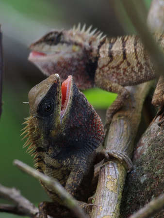Changable Lizard Fighting               