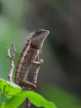 Changable Lizard with cream stripの写真素材