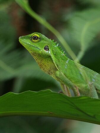 Green Crested Lizardの写真素材