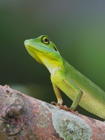 Green Crested Lizardの写真素材