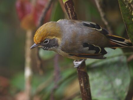 Chestnut-tailed Minlaの写真素材