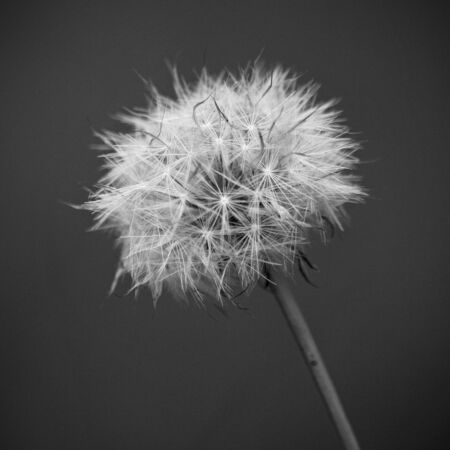 Dandelion bloomの写真素材