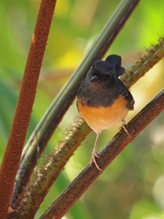 White-rumped Shamaの写真素材