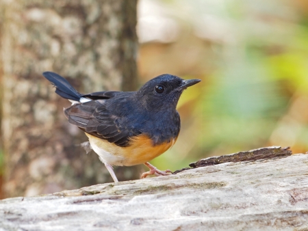 White-rumped Shamaの写真素材