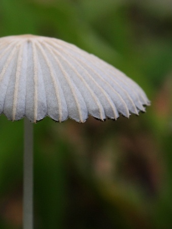 Mushroomの写真素材
