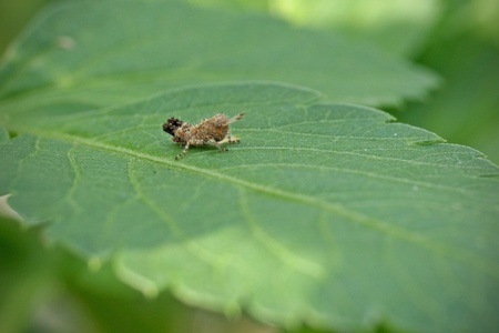 Spiny Grasshopper Nymphの写真素材