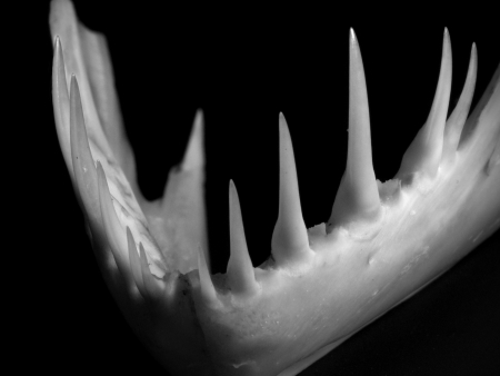 The Killing Machineの写真素材