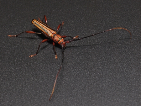 Long Horned Beetle