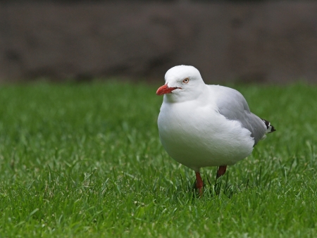 Silver Gullの写真素材