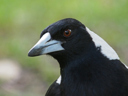 Australian Magpie Close-upの写真素材
