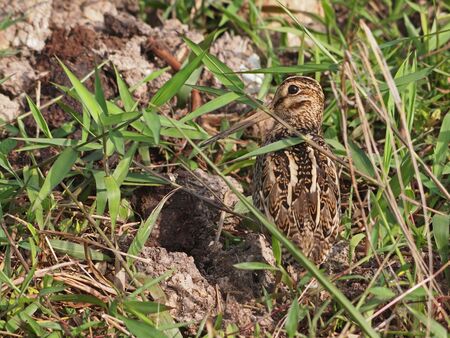 Common Snipeの写真素材