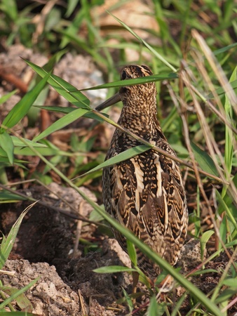 Common Snipeの写真素材