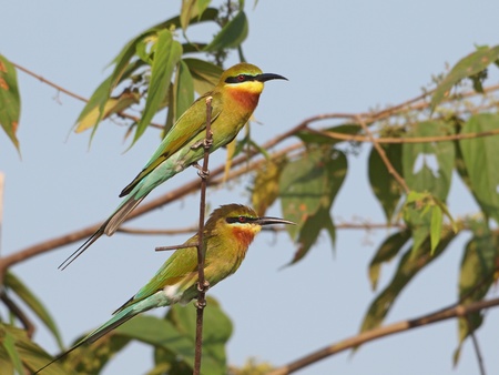 Blue-tailed Bee-eatersの写真素材