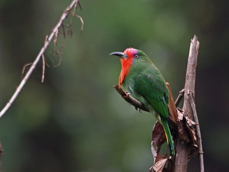 Red-bearded Bee-eater (Male)の写真素材