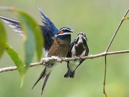 Whiskered Tree-swift (Male & Fledging)の写真素材