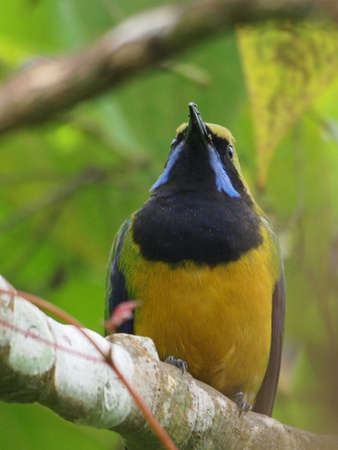 Orange-bellied Leafbird Close-up (Male bird)の写真素材