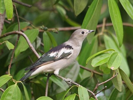 Purple-backed Starlingの写真素材