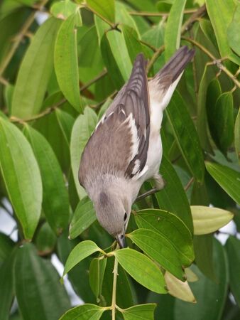 Dorsal view of the female purple-backed starling     の写真素材