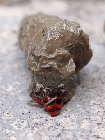 Mangrove snails covered in mud 