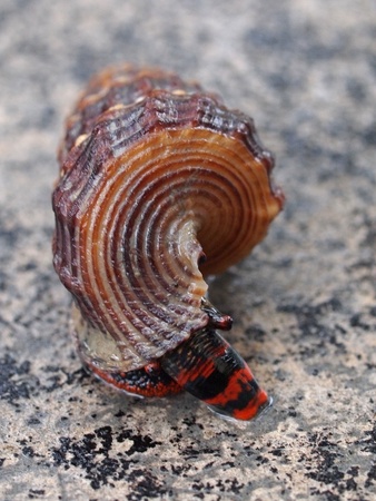 Mangrove snails  A local delicacy in South-east Asia  の写真素材