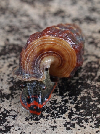 Mangrove snails  A local delicacy in South-east Asia  の写真素材