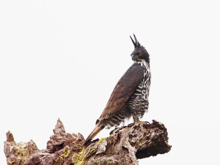 Blyth s Hawk-eagleの写真素材