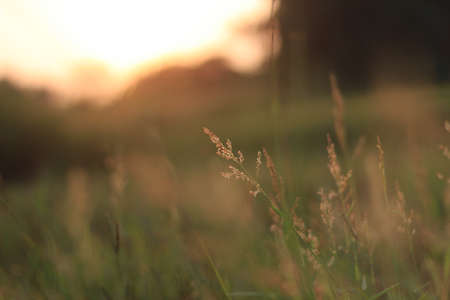 Best sun set behind grassの写真素材