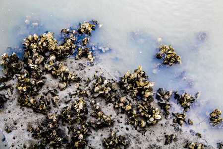 Shells poking out of shallow ocean waterの写真素材
