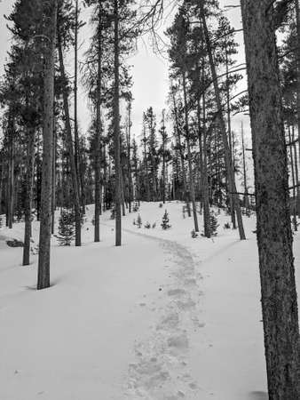 Trail in Snowy Mountain Range with Snow Covered Ground in Trees With Hiking Path for Snowshoeing in Wyoming Grayscaleの写真素材