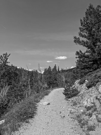 Sunny Clear Hiking Trail in Northern Colorado For Emmaline Lake in Forest Grayscaleの写真素材