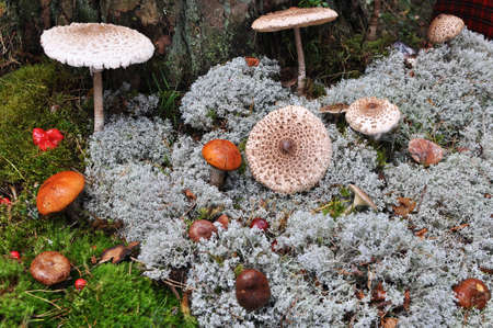 Forest mushroomsの写真素材