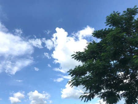 A large green tree with a backdrop of sky and clouds.の写真素材