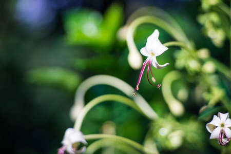 White flowers with a natural green background.の写真素材