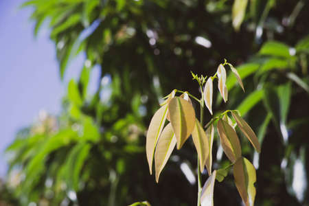 The young shoots of the crushed mango trees are reddish-brown.の写真素材