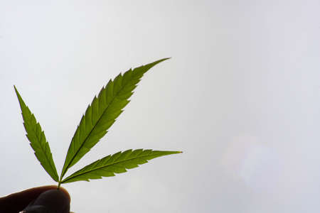 CBD concept. Thai cannabis. The hand of a man with a green cannabis leaf with a gray background.の写真素材