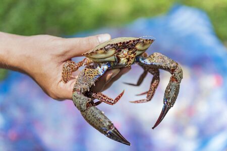 Fresh blue crab selling and a hand of customer choosing it.の写真素材