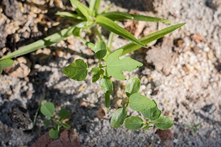 Baby plants growing in germination sequence on fertile soil with natural greenの写真素材