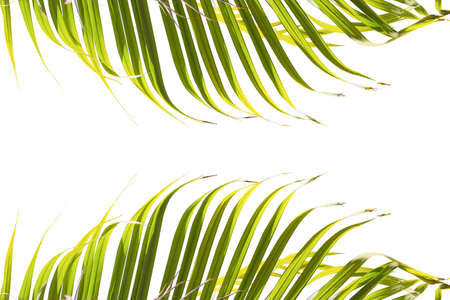 Leaves of palm tree isolated on white background. Top and Bottom of frame.の写真素材